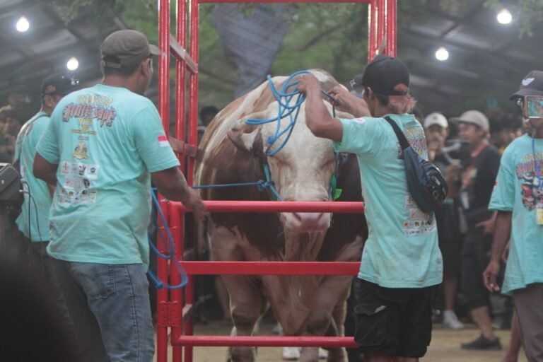 Tulungagung Kembali jadi Tuan Rumah Kontes Sapi Nasional APPSI